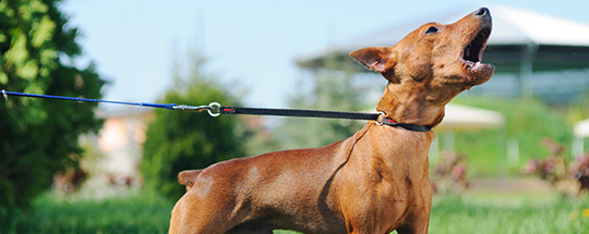 Soundproof dog kennel How to soundproof dog kennel